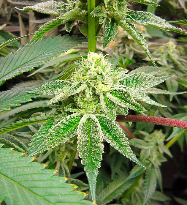 11 неделя роста каннабиса