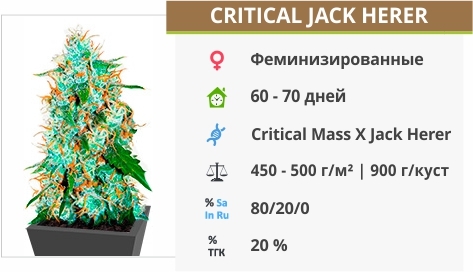 описание сорта Critical Jack Herer