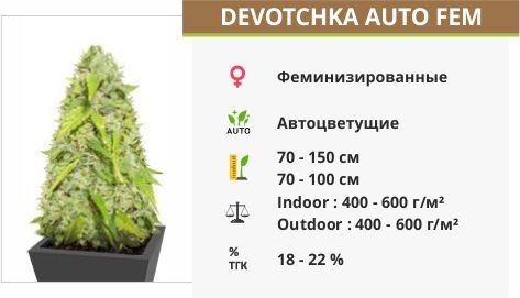 Сорт конопли Devotchka auto Devotchka auto fem (Doctor’s Choice)