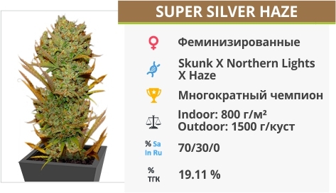 описание сорта АК-49 АК-49