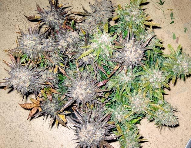 Марихуана с молочными и янтарными трихомами