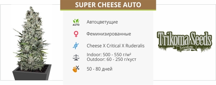 описание сорта Super Cheese Auto
