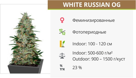 Сорт марихуаны White Russian OG White Russian OG от Kalashnikov Seeds
