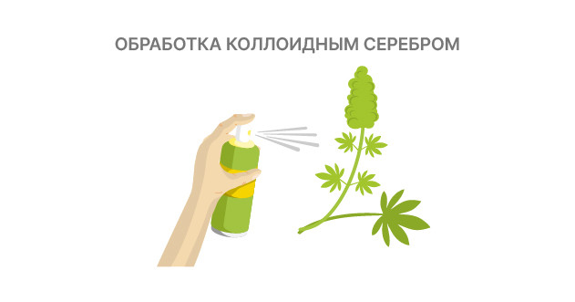 Использование коллоидного серебра