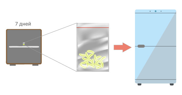 Сбор и сушка мужских цветов