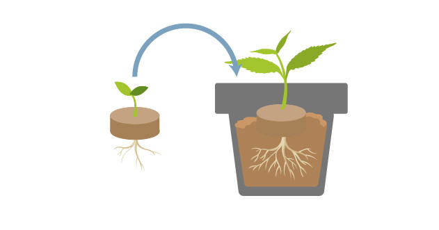 Формирование корней у ростков конопли