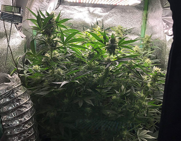 7 неделя выращивания