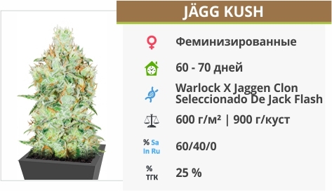 описание сорта Jagg Kush описание сорта Jagg Kush