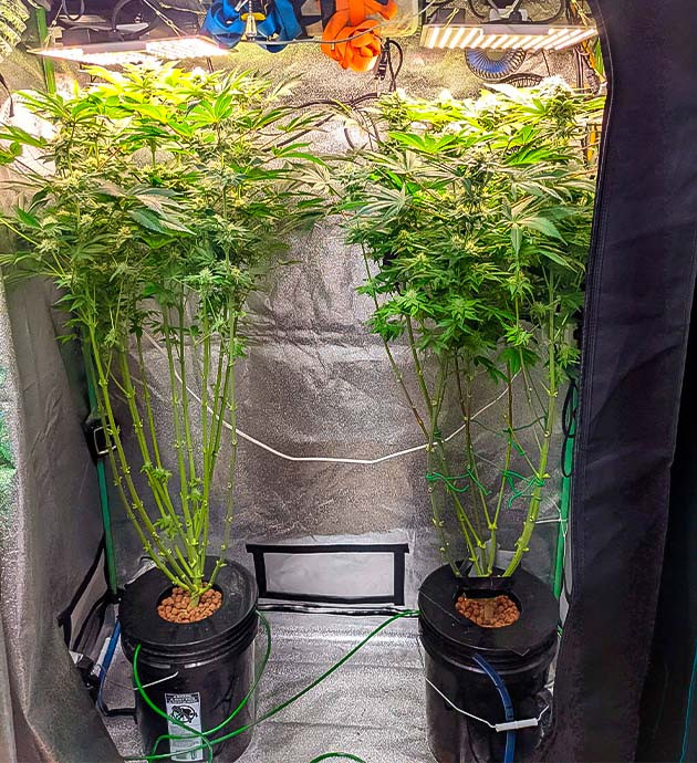 Два разных фенотипа и их активное развитие Активное цветение и рост в гроубоксе