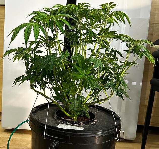  6 - 7 неделя роста Roze Runtz