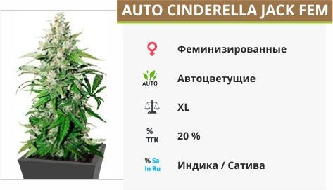 Auto Cinderella Jack fem (Dutch Passion)