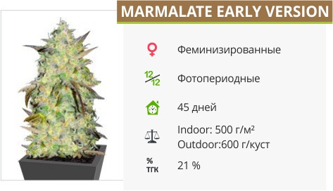 Marmalate Early Version от Delicious Seeds
