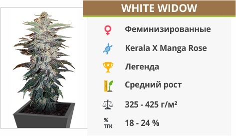 White Widow White Widow