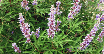 Китайский прутняк - растение, похожее на коноплю