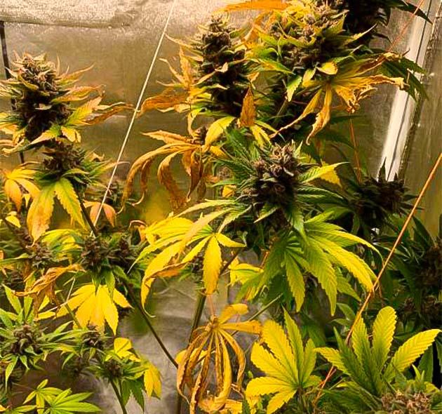 10 неделя роста каннабиса