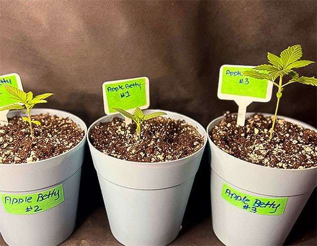 Ростки сорта Apple Betty