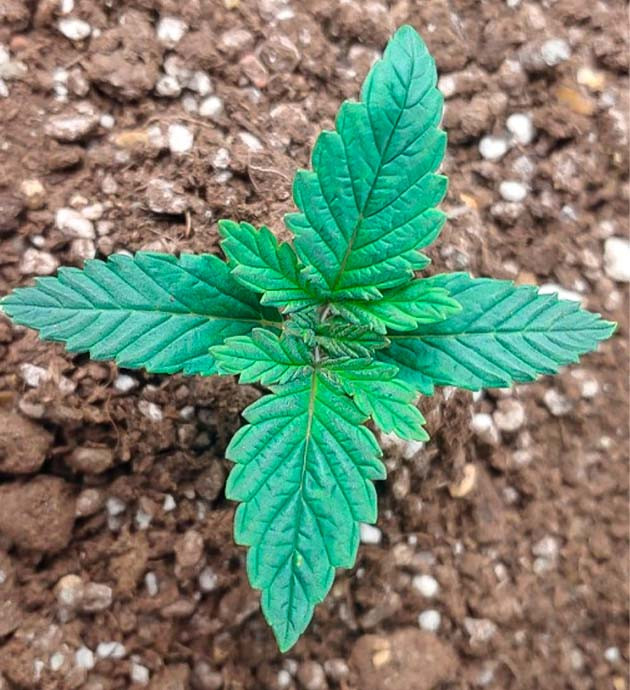 1–4 неделя роста: конопля после ожогов