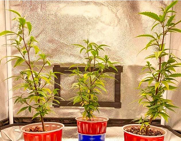 Клоны марихуаны замедлили рост из-за жары Молодые клоны конопли перед пересадкой в постоянные горшки