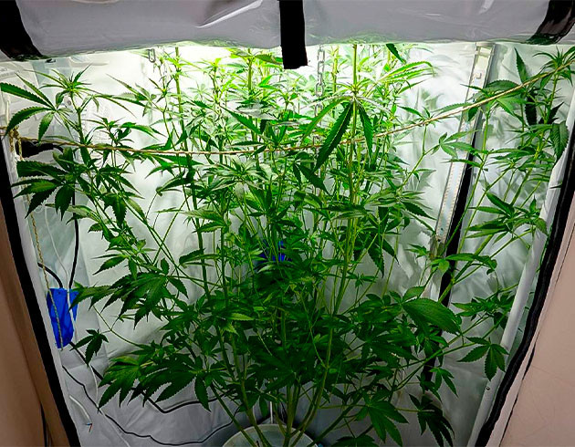 Борьба с ростом: светильники и подсветка