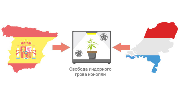 Преимущества выращивания конопли в индоре