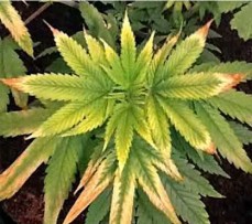 Стресс при избытке света Световой стресс конопли