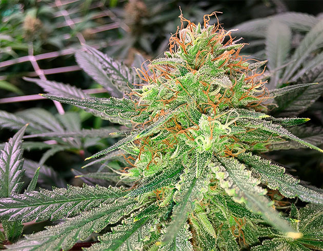 Появление янтарных трихом на 11 неделе выращивания Шишки Grandaddy Purple на 11 неделе