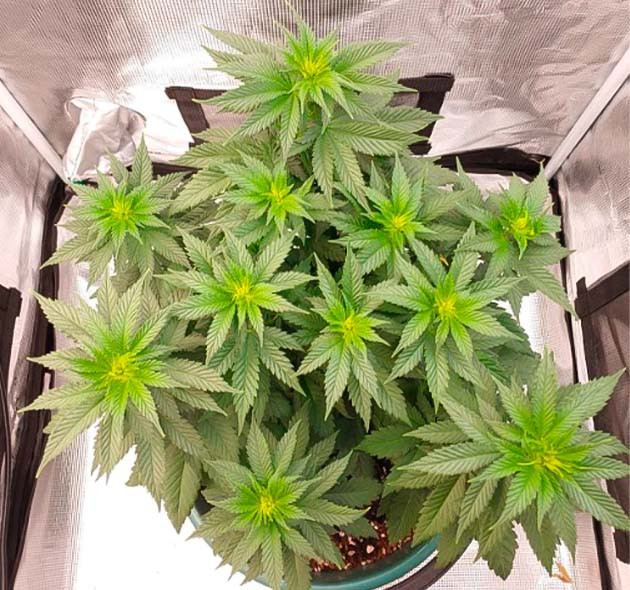 9 неделя выращивания сорта Blueberry OG