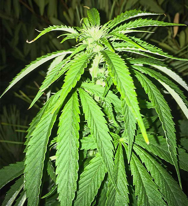 Нехватка полива на 13 неделе