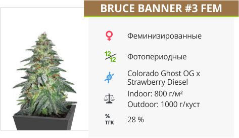 Bruce Banner #3 отOriginal Sensible Seeds