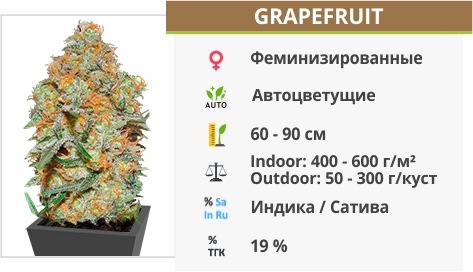 описание сорта Grapefruit