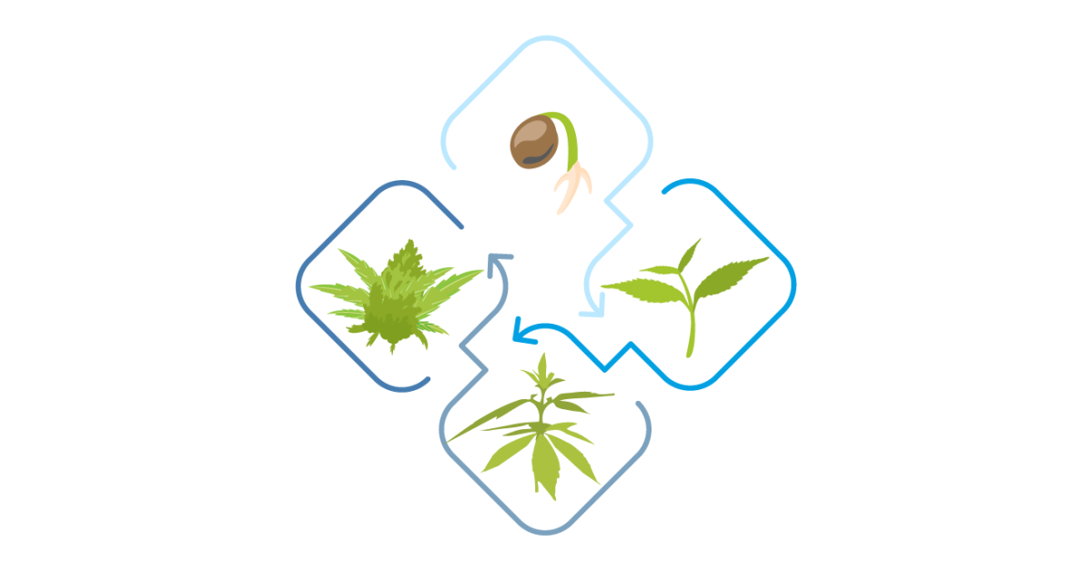 Жизненный цикл конопли