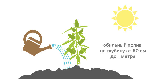 Правильный полив конопли в жаркую погоду