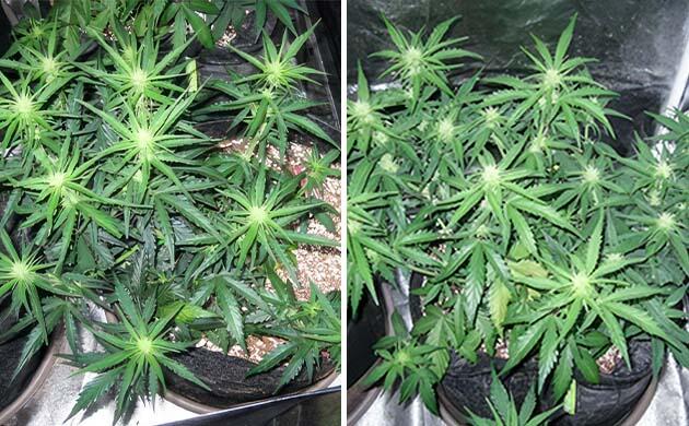 Каннабис с признаками дефицита азота в цветении