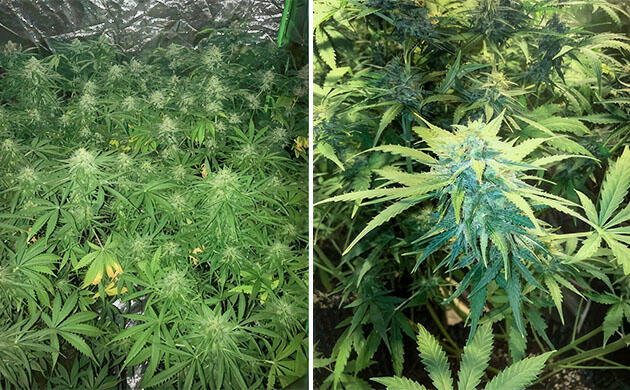 Четвёртая неделя цветения каннабиса