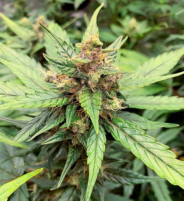 Шишка конопли на 8 неделе