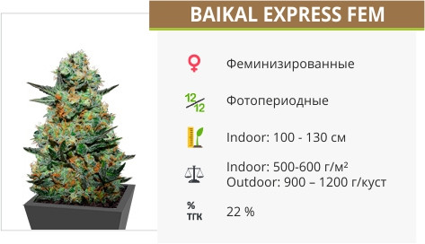 Сорт марихуаны Baikal Express Baikal Express от Kalashnikov Seeds