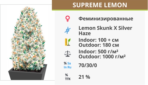 описание сорта Supreme Lemon Supreme Lemon