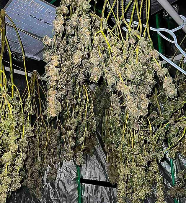 Конопля сорта Apple Betty на сушке