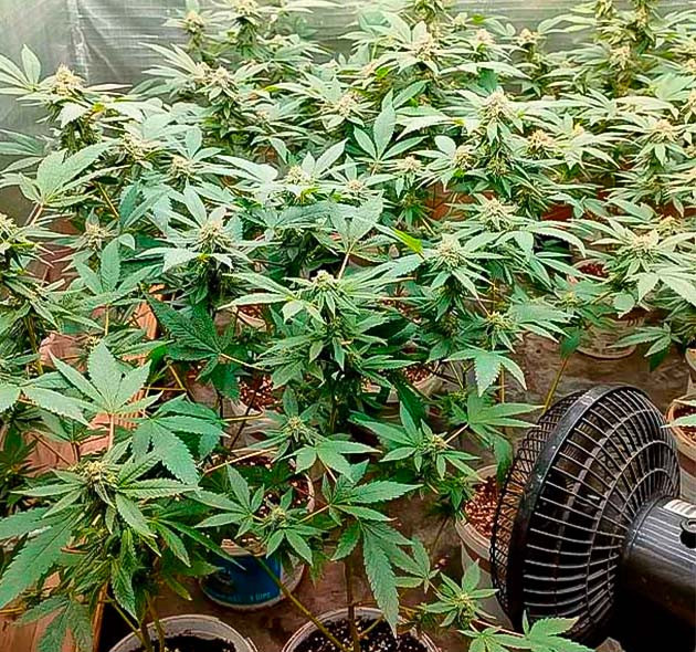 7 неделя выращивания конопли