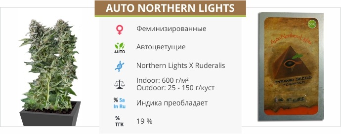 Auto Northern Lights