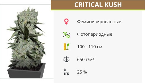 Critical Kush от Barney's Farm