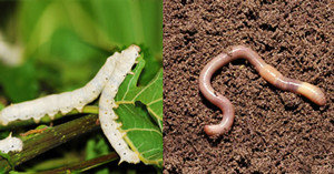 Гусеницы и черви на конопле 