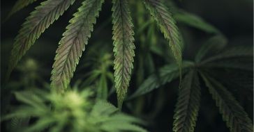 Нехватка меди у конопли