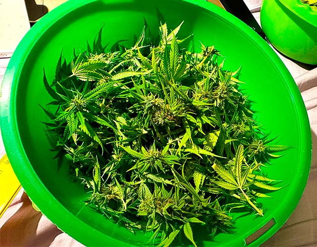 Собранные шишки конопли