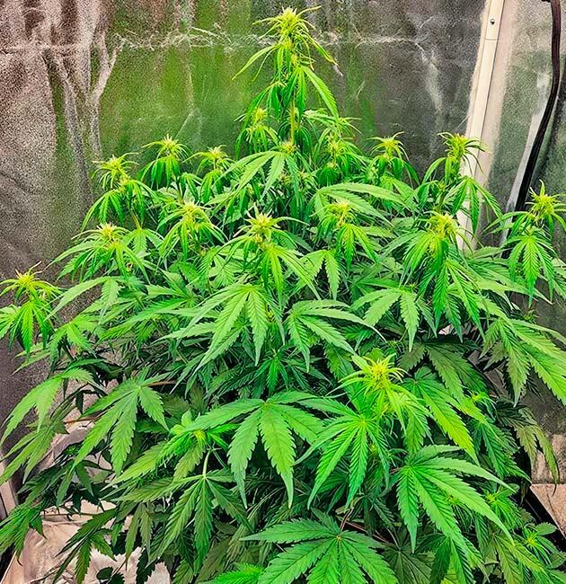 Куст конопли ростом 48 см