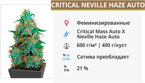 описание сорта Critical Neville Haze Auto