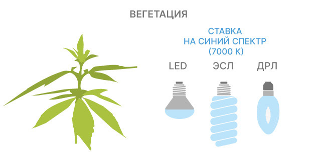 Использование различных спектров излучения на этапе роста каннабиса Использование разнообразных спектров излучения на стадии роста каннабиса