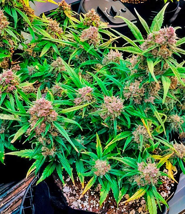 Смолистые соцветия конопли перед харвестом