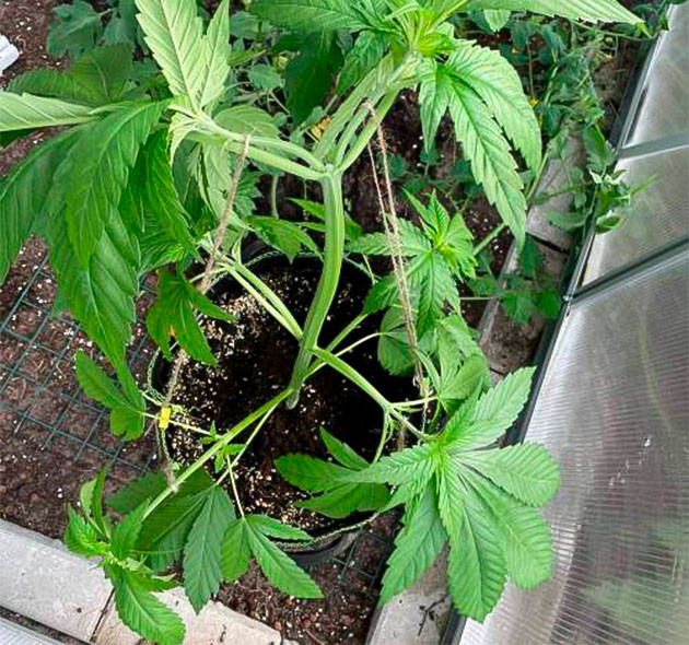 Применение техники LST на 5 неделе Куст после техники LST