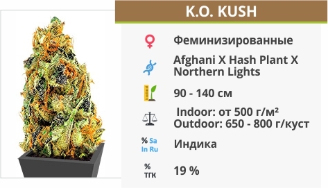 описание сорта K.O. Kush